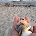 Coastal Colour´s Yarn : beach combing for shells